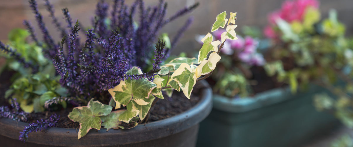 Purple flowers and green leaves in a planter at horticulture